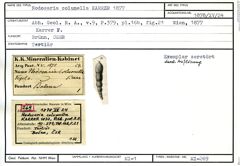 Karteikarte zum Holotyp von Nodosaria columella Karrer, 1877